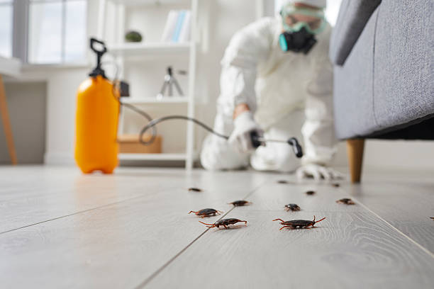 Post-Treatment Bed Bug Interceptor Monitoring in South Hill